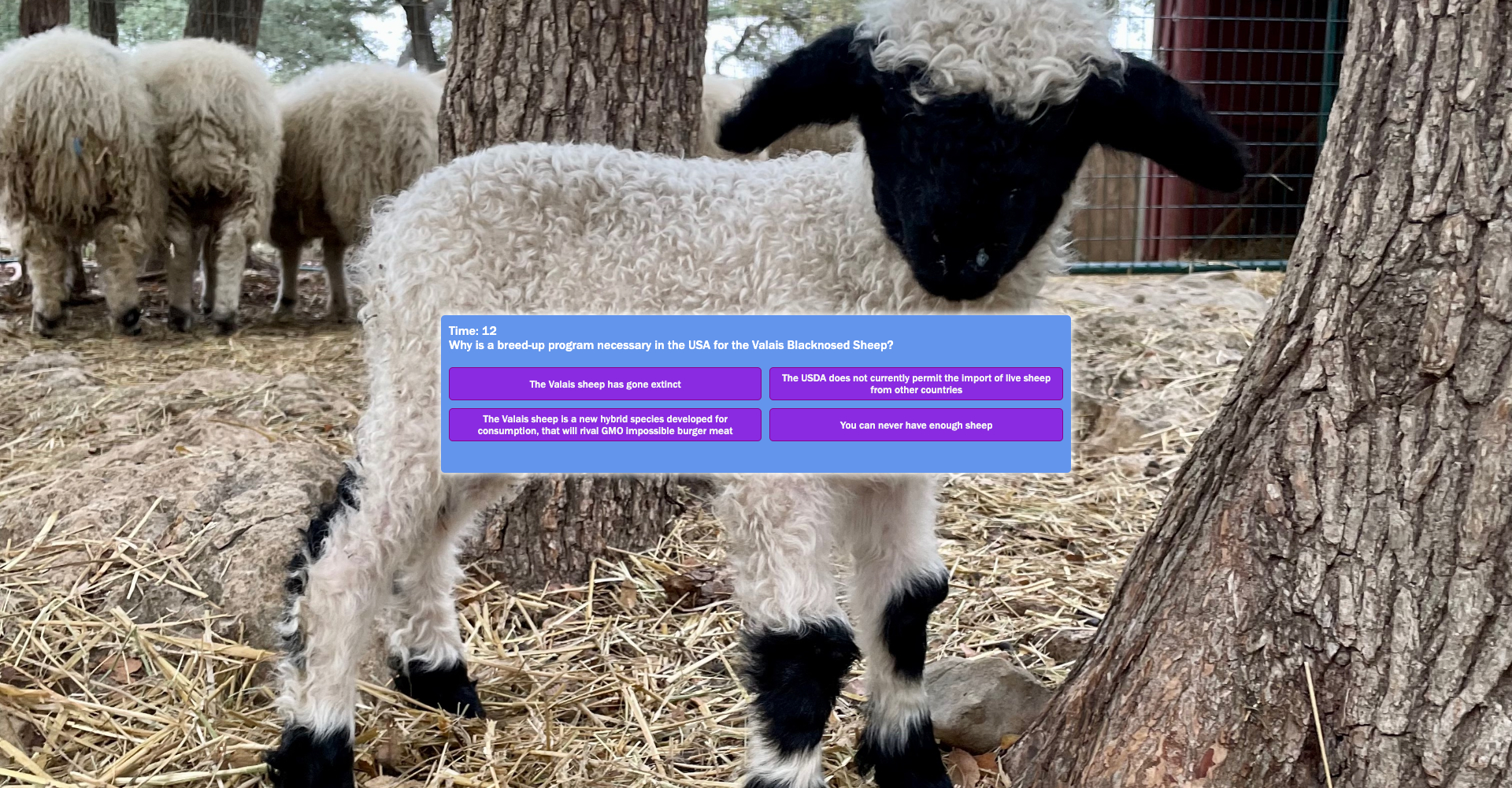 Valais Sheep Quiz